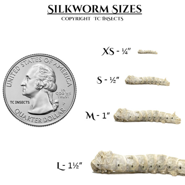Silkworms | Large | 1 ½”