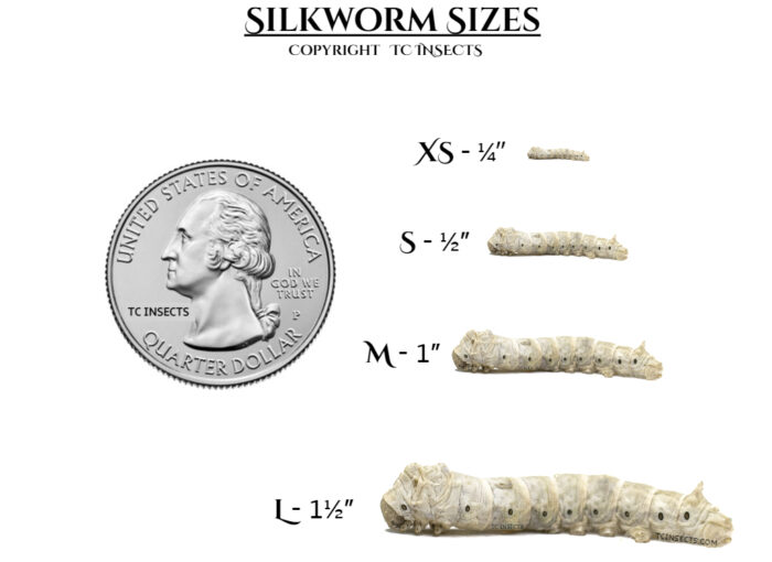 Silkworms for sale - all sizes - - Image Copyright TCINSECTS.COM unauthorized use will result in legal Suit.