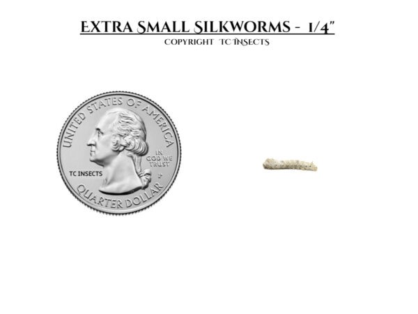 Silkworms for Sale - Extra Small