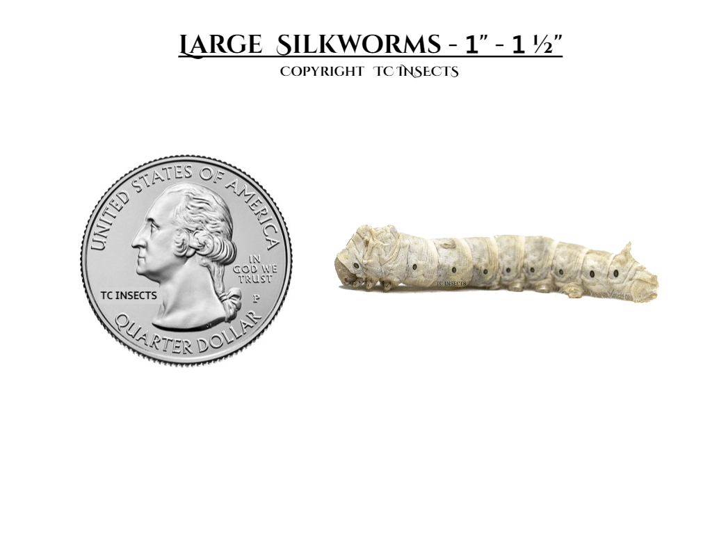 Large Silkworms For Sale 1 ½" 40 OFF TC INSECTS » 1