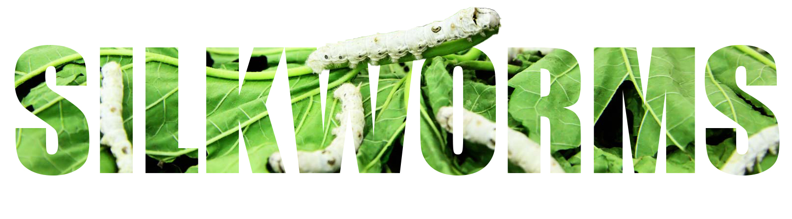 Buy Silkworms For Sale Chow