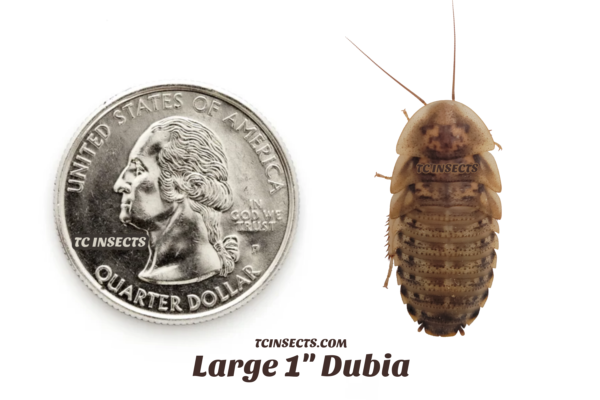Buy Large Dubia Roaches for sale
