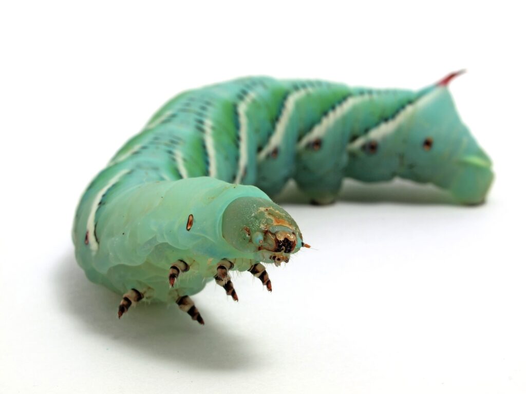 Buy Hornworms for sale 20 OFF >> 1 INSECT FARM