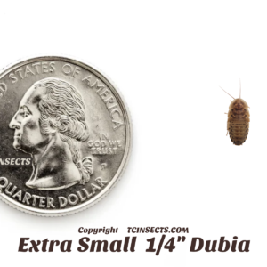 Extra Small Dubia Roaches for sale