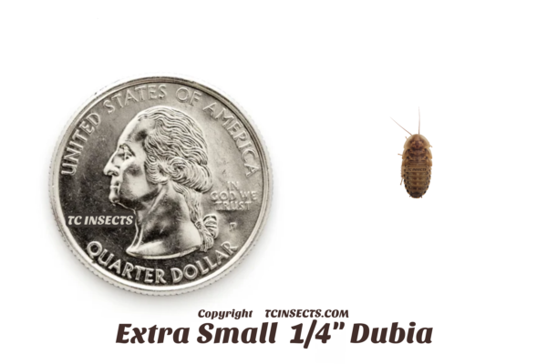 200 Extra Large about 1 1/4" Dubia Roaches to Feed Your Reptile 
