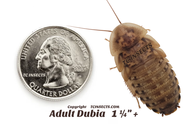 Buy Adult Dubia Roaches for sale
