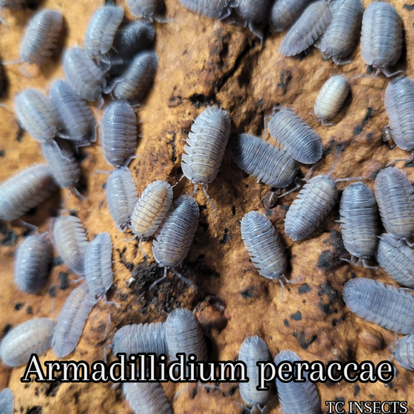 Armadillidium peraccae for sale
