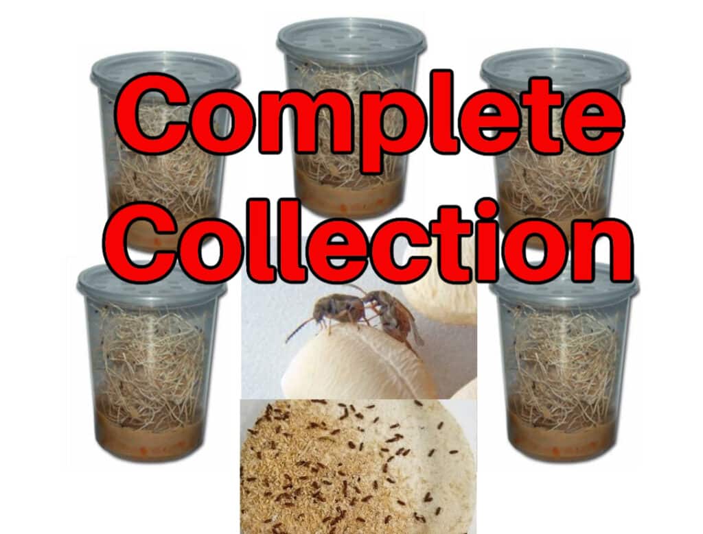 Complete Culture Collection Combo 5 Fruitfly Species, Bean Beetles and
