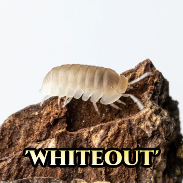 Cubaris Murina 'Whiteout' Glacier for sale