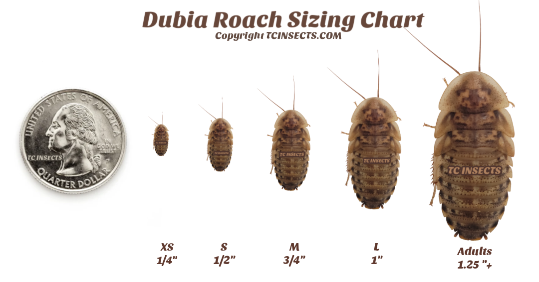 Dubia Roaches For Sale