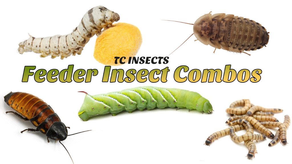 Buy Feeder Insects For Sale