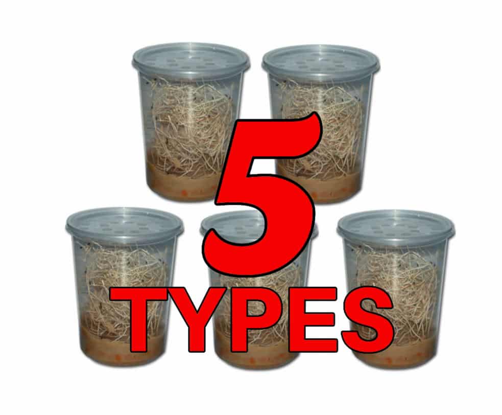 Fruit Fly Combo 5 Species Hydei / Melanogaster / Golden / Normal and