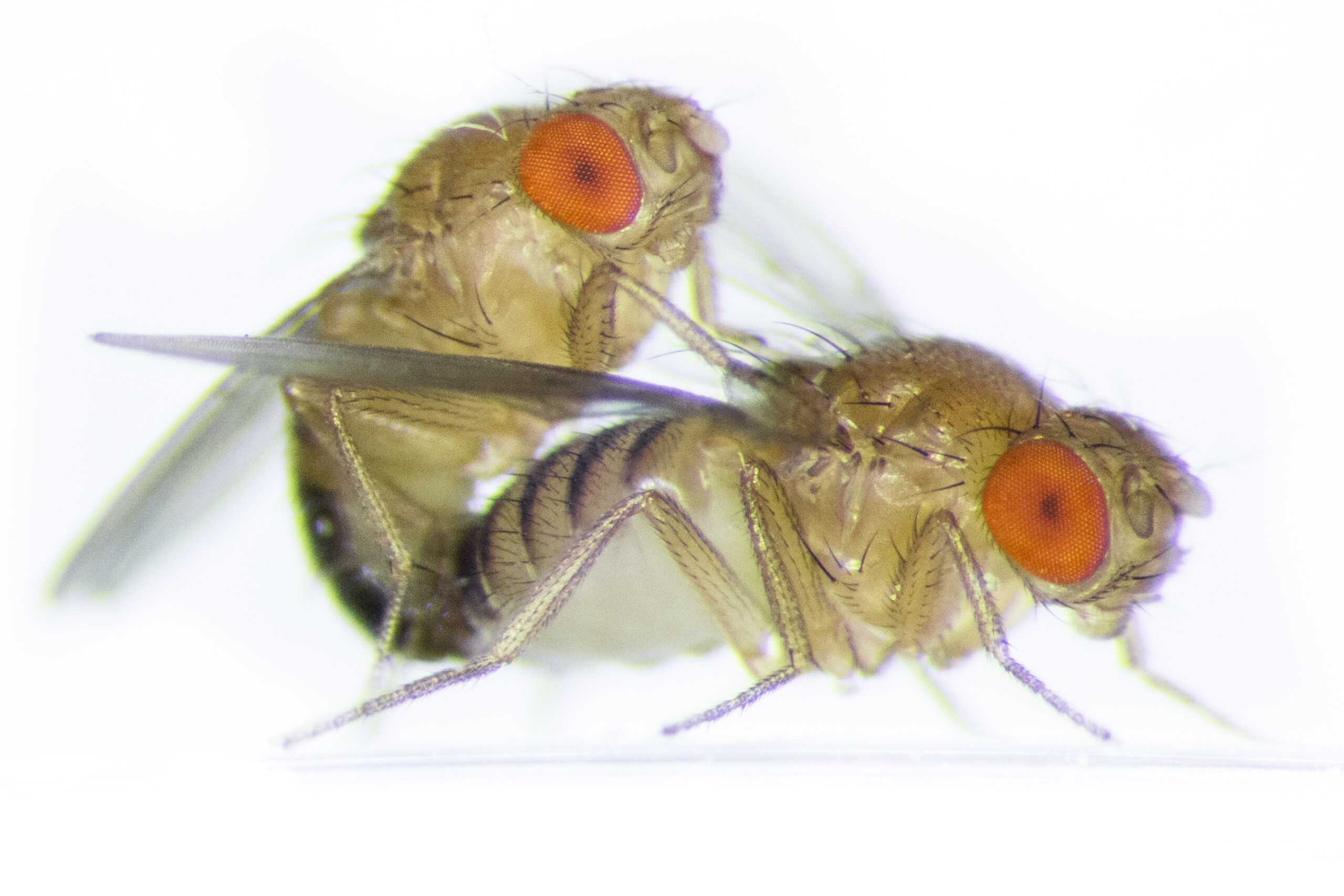 Fruit Flies For Sale