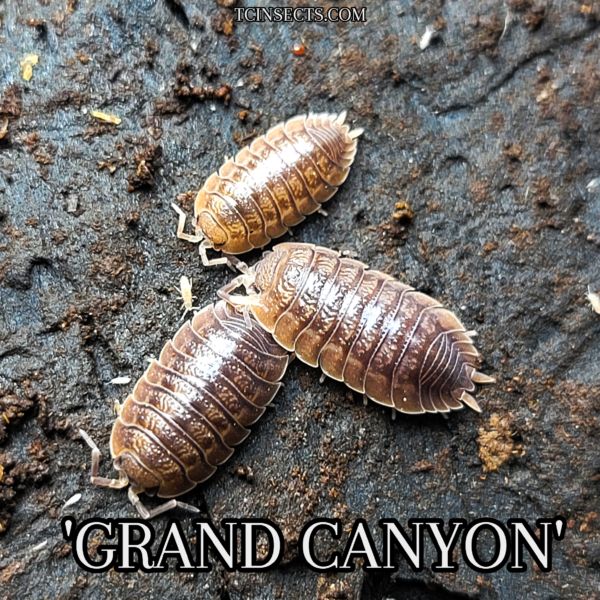 Porcellio dilatatus "giant canyon isopod" for sale
