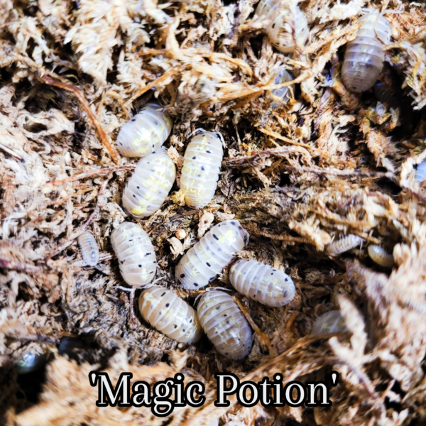 Armadillidium vulgare "American magic potion"