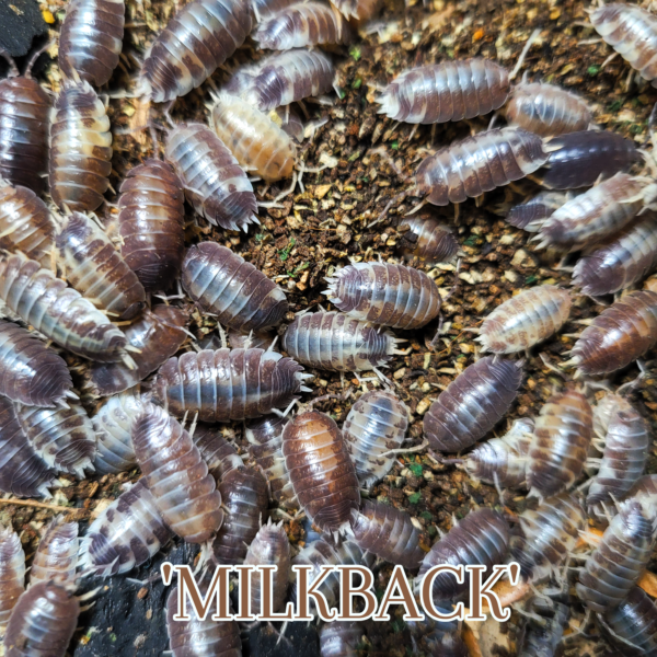 Porcellio Leavis "Milkback" for sale