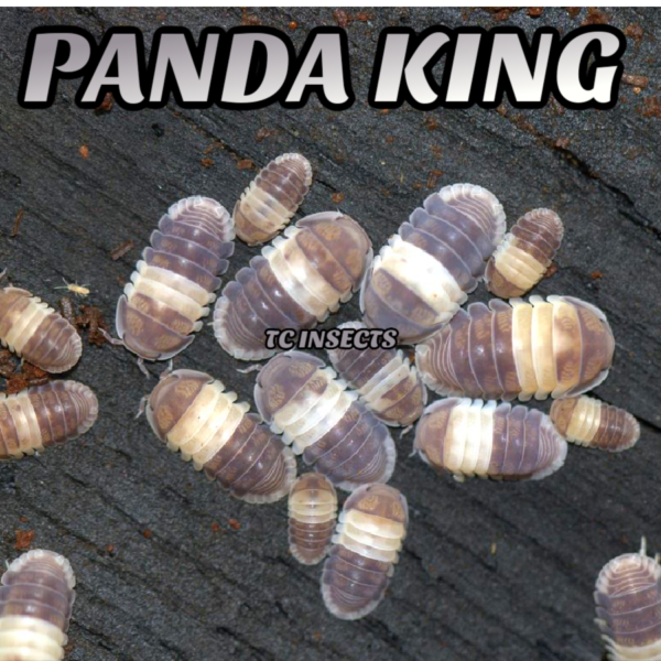 Panda King Isopods for Sale