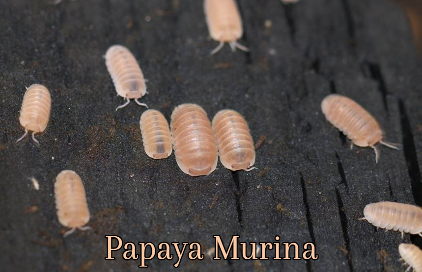 Cubaris Sp. Papaya Murina Rare Cubaris Isopods 20 OFF