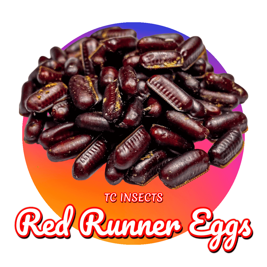 Red Runner Eggs TC INSECTS
