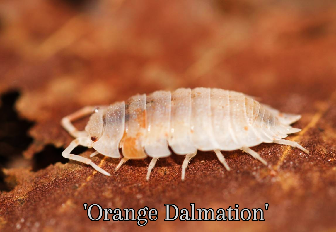 Orange dalmatian for sale 2025