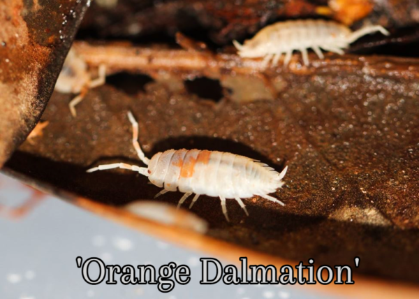 Scaber Orange Dalmatian for sale