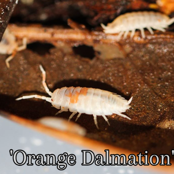 Porcellio scaber ‘Orange Dalmation’
