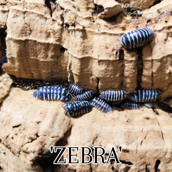 Armadillidium maculatum “Zebra”