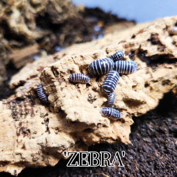 Click or scroll to zoom Armadillidium maculatum "Zebra" Click or scroll to zoom Armadillidium maculatum "Zebra" Armadillidium maculatum "Zebra" Armadillidium maculatum "Zebra" Armadillidium maculatum "Zebra" Armadillidium maculatum Zebra for sale