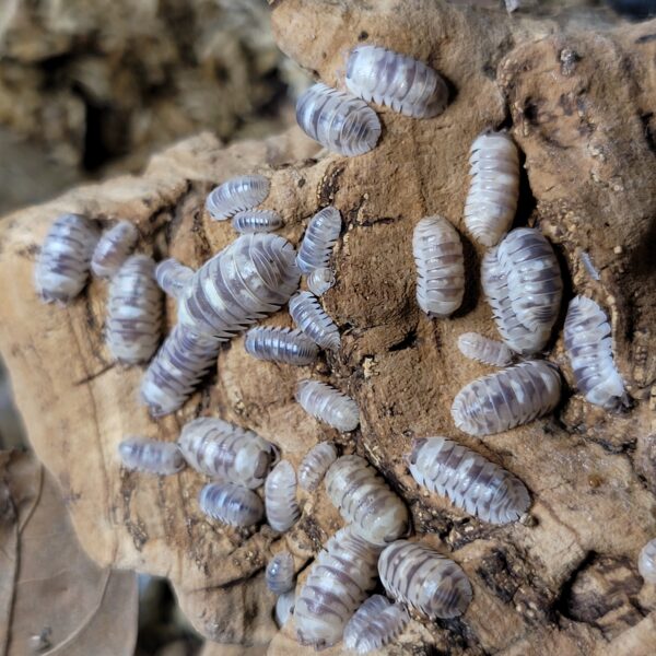 Armadillidium “Marbelized”