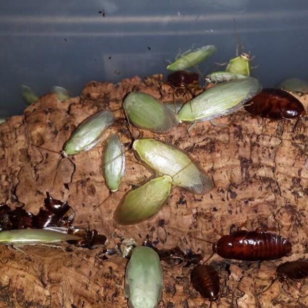Panchlora nivea “Green Banana Roach”