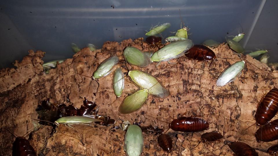 Green Banana Roaches (Panchlora nivea) TC INSECTS
