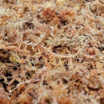⭐ PREMIUM New Zealand Sphagnum Moss - Organic Hand Mixed Long Fibered – KOL  PET
