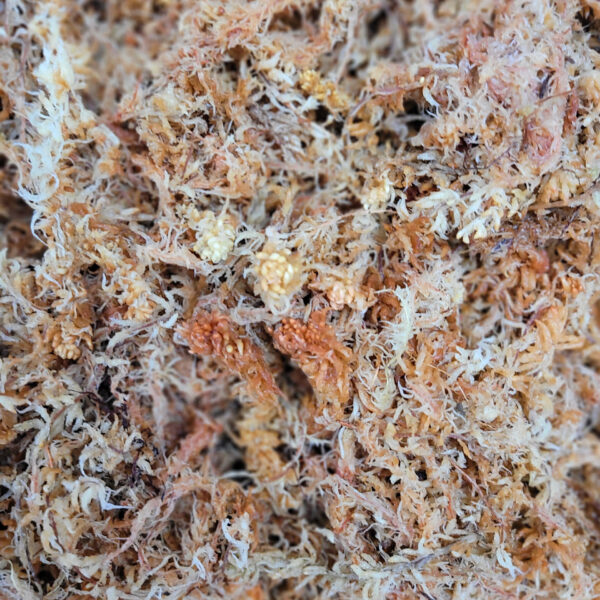 New Zealand Sphagnum Moss: Long Fiber