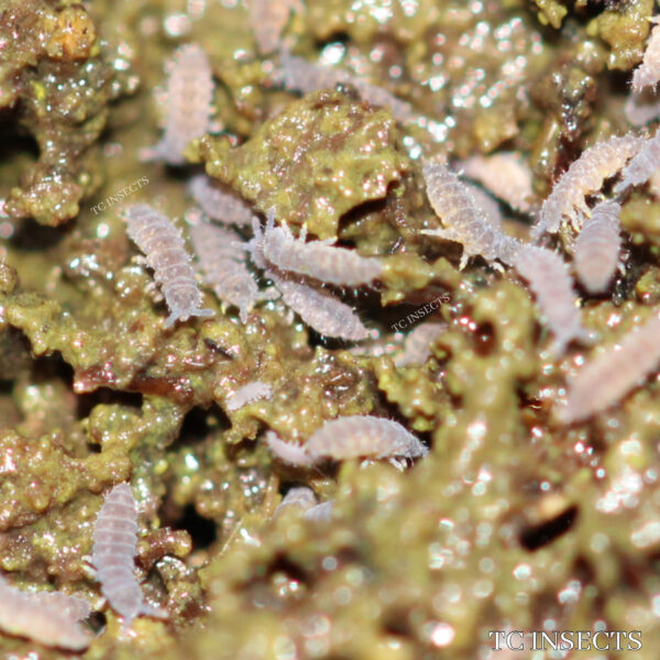 Purple Podura Springtails