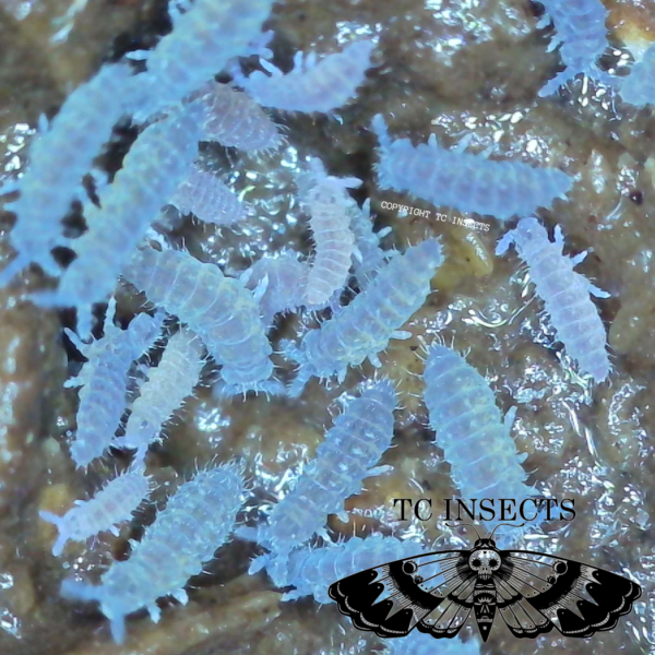 Rare Purple Podura Springtails Care For Sale