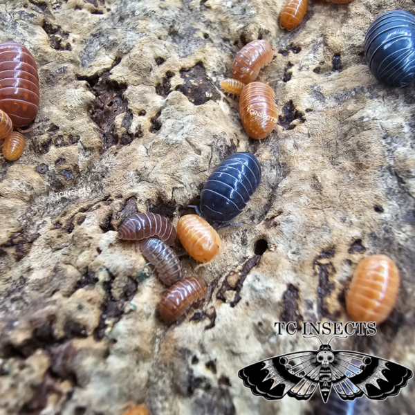 Armadillidium Vulgare “St. Lucia” for sale