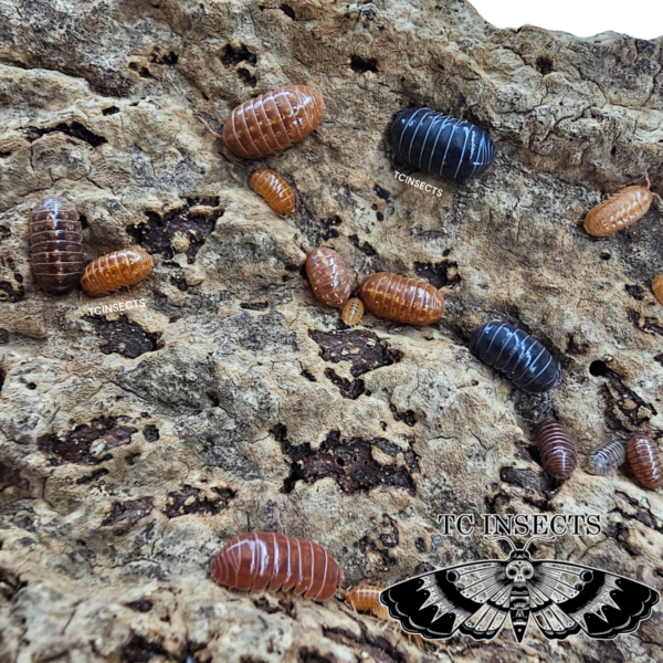 Armadillidium Vulgare “St. Lucia” care sheet