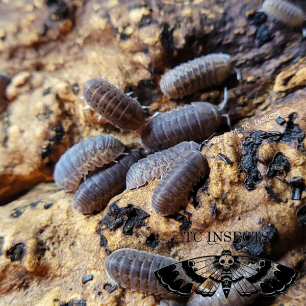 Venezillo Sp. ‘Black Bear’