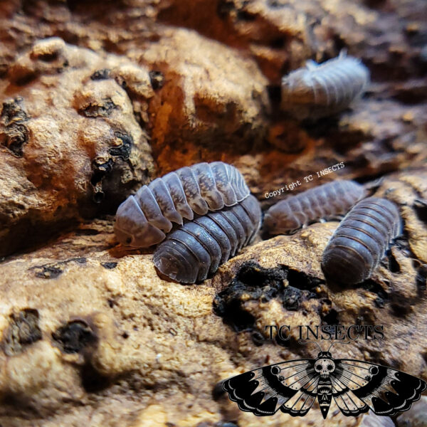 Venezillo sp isopod for sale