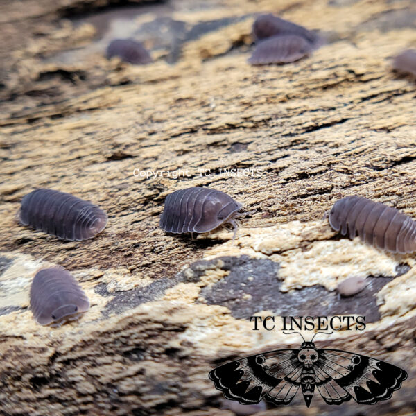 Cubaris Black Evil Isopods for sale