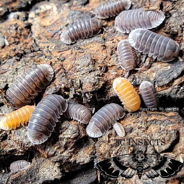 Black Panda Isopods for sale