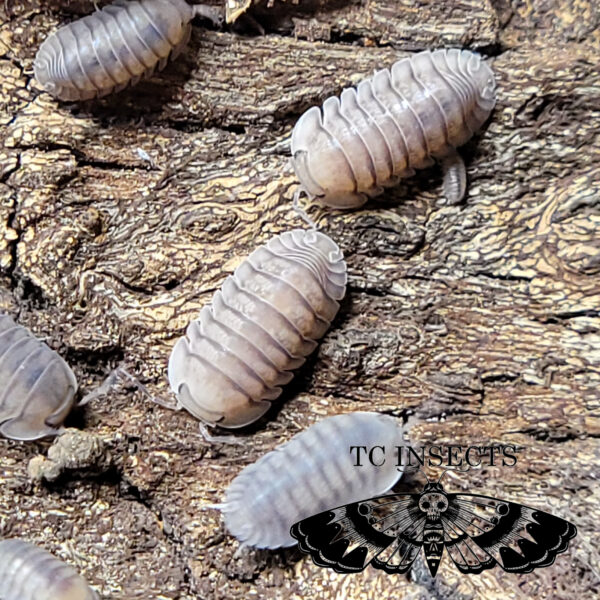 Blue Pidgeon Isopods for sale