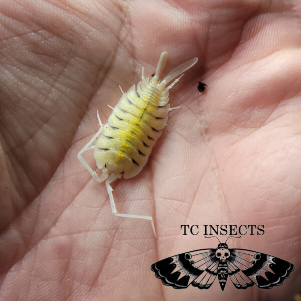 Porcellio Sp. Bolivari