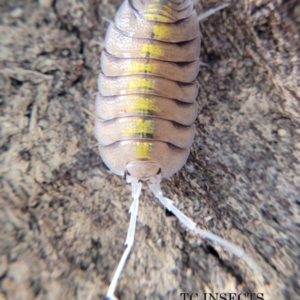 Porcellio Bolivari ‘Yellow Ghost’