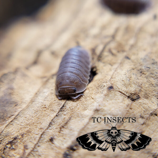 Borneo isopods for sale