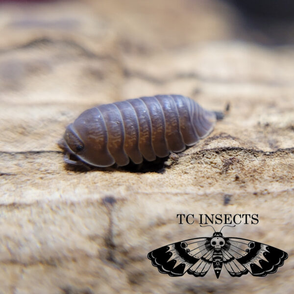 Buy Borneo Isopods