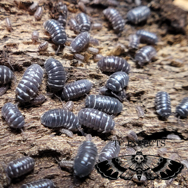 Armadillidium Sp. Corcyraeum