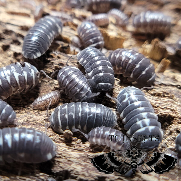 armadillidium corcyraeum for sale