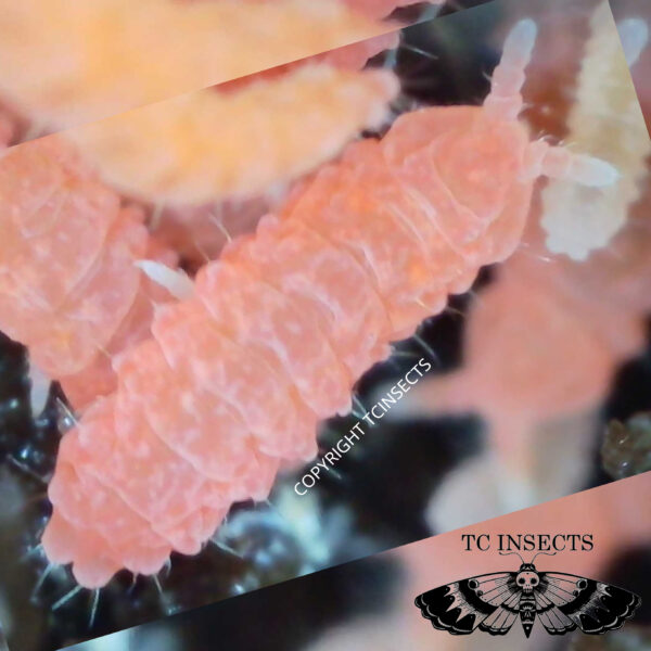 Neanura growae | Florida Orange Springtails