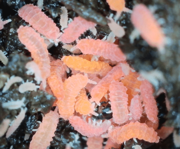 Florida Orange Springtails for sale